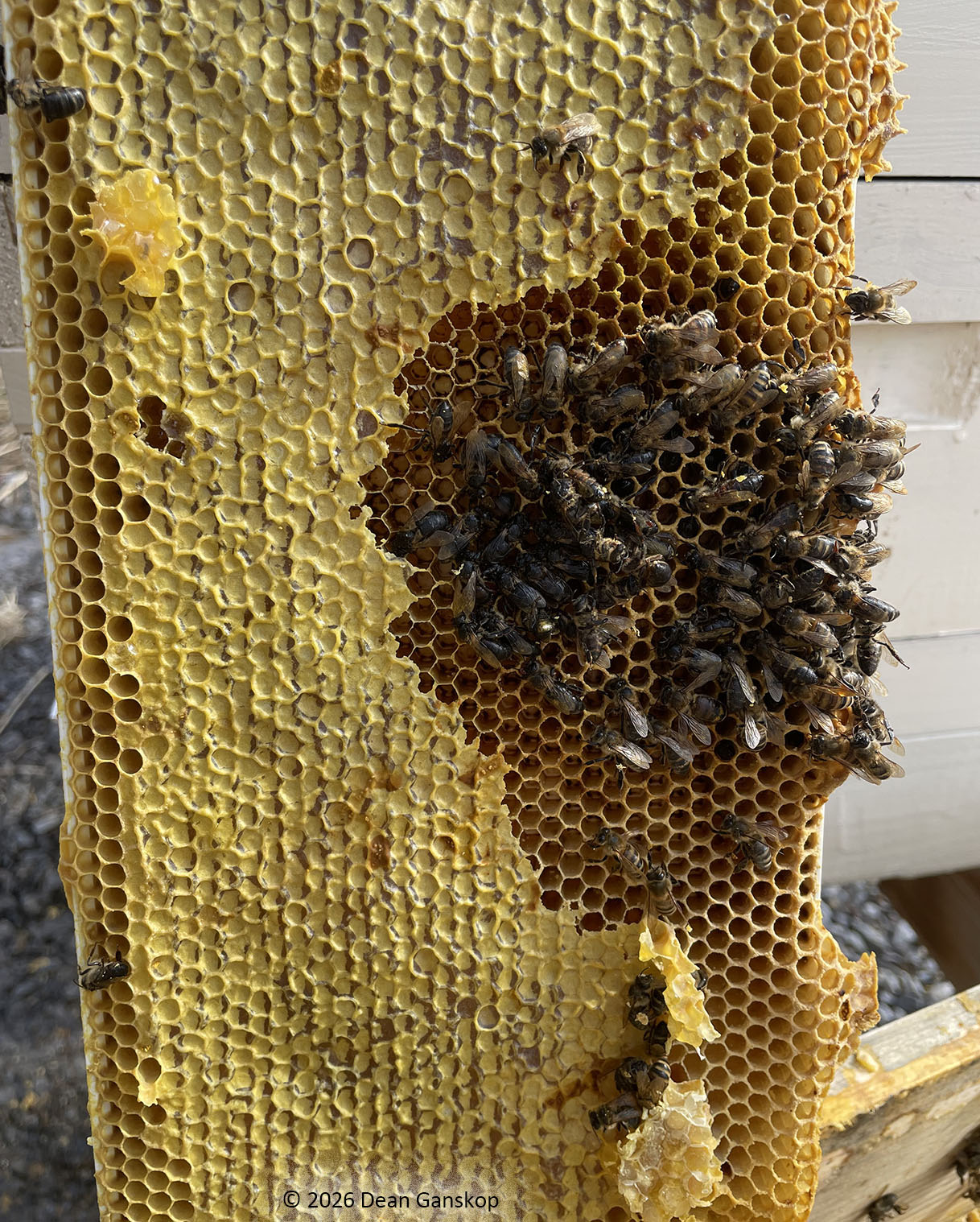 Dead bees on frame with honey