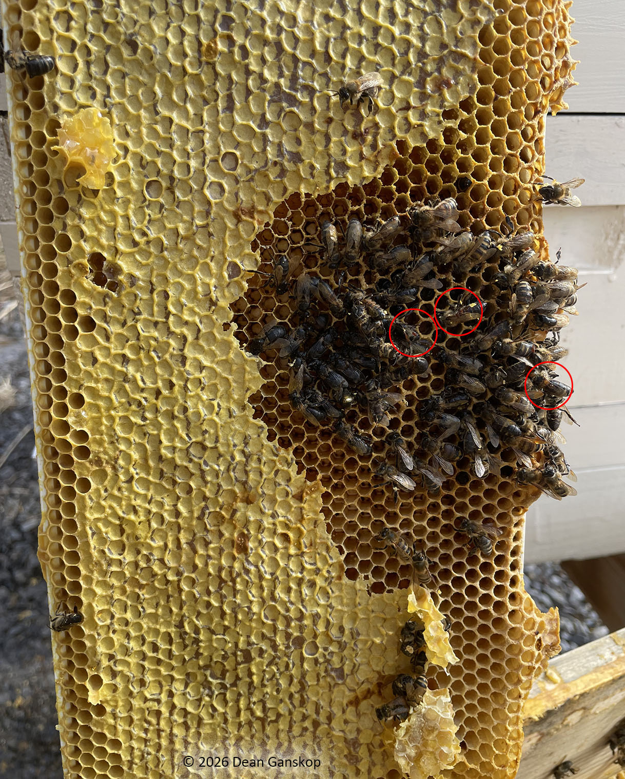 Dead bees on frame with honey with circled mite
