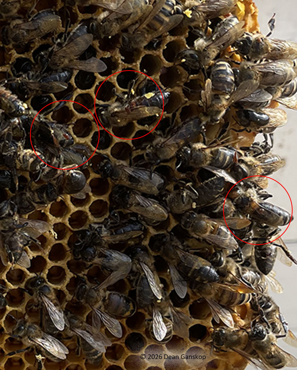 Dead bees on frame with honey with circled mite, enlarged