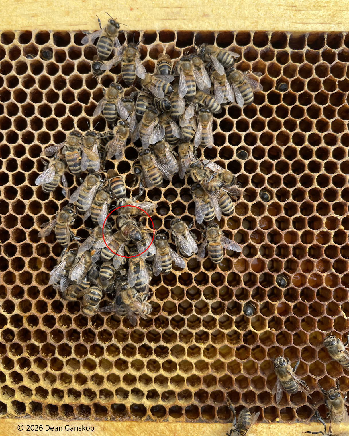 Dead bees on frame with circled mite
