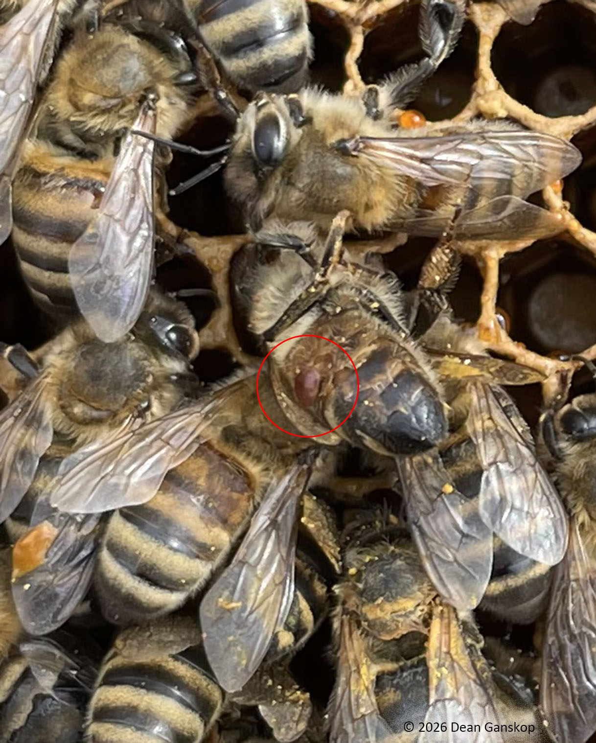 Dead bees on frame with circled mite, enlarged